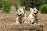SCOTTISH TERRIER 240